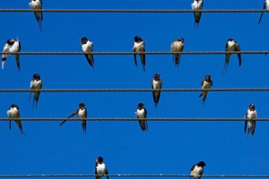 Zakaj ptice ne udarijo na tok na žicah